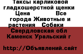 Таксы карликовой гладкошерстной щенки › Цена ­ 20 000 - Все города Животные и растения » Собаки   . Свердловская обл.,Каменск-Уральский г.